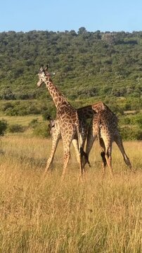 Two Giraffes Fighting Necking on African Savanna