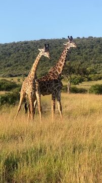 Two Giraffes Fighting Necking on African Savanna