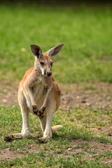 Kangaroo standing in a clearing © Janusz