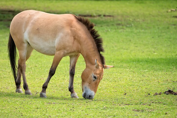 Przewalski's horse in a clearing © Janusz