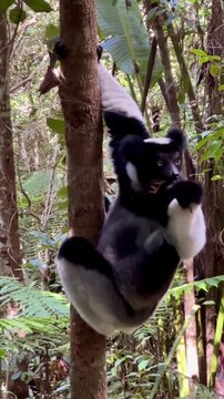 Indri Lemur Hanging on Tree in Rainforest