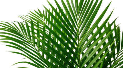 Fresh green palm leaf branch with long thin leaves isolated on transparent background © Designer