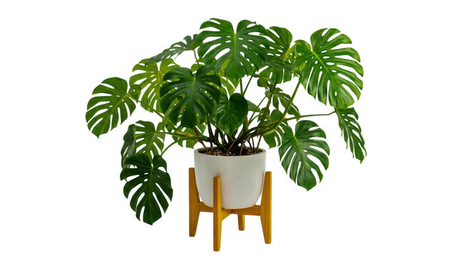 Large green monstera plant in a white pot on a wooden stand isolated on transparent background