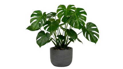 Green monstera plant in a grey ceramic pot for modern home decor isolated on transparent background © Designer