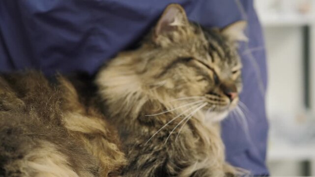 Longhair cat brushing, groomer hands fur maintenance wellness, suited for gentle pet handling, seasonal shedding, coat health and premium grooming, selective focus.