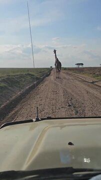 A tall giraffe stands in the middle of an unpaved dirt road across the African savanna.