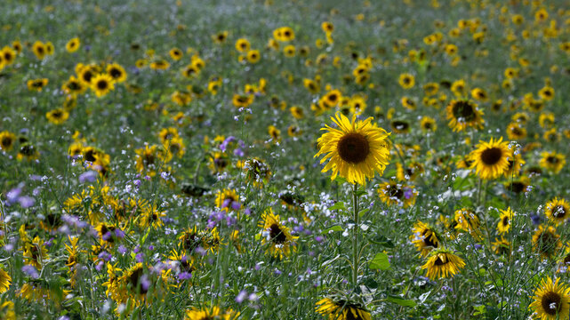 Banner with many wild flowers and sunflowers, background for gardening, florists, nature lovers and agriculture