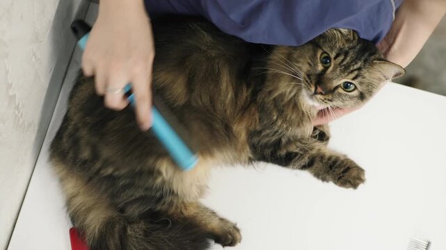 Cat deshedding veterinary grooming overhead undercoat removal longhair coat care, showing professional brushing for shedding control, skin wellness and pet hygiene.