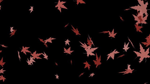 pinkish red autumn maple leaves floating and falling against a black background