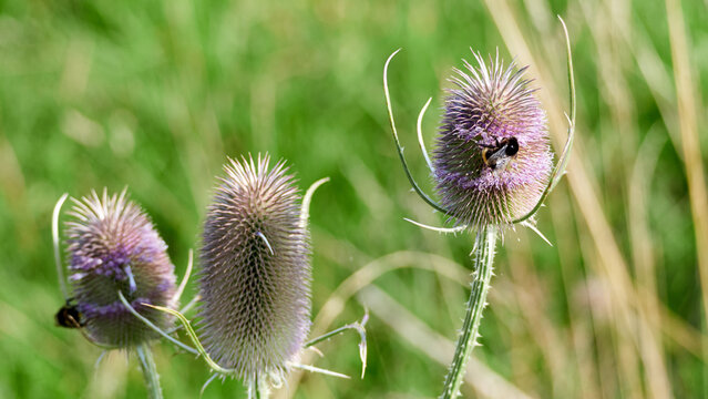 A bee resting on a flowering teasel head surrounded by spiky wild plants under warm natural sunlight outdoors.
