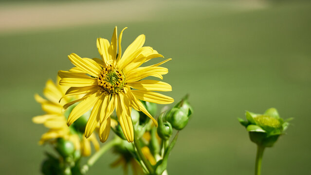 Yellow blossom blooming in soft sunlight with unopened buds on a smooth blurred green background.