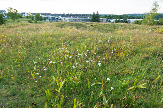 Naturblumenwiese