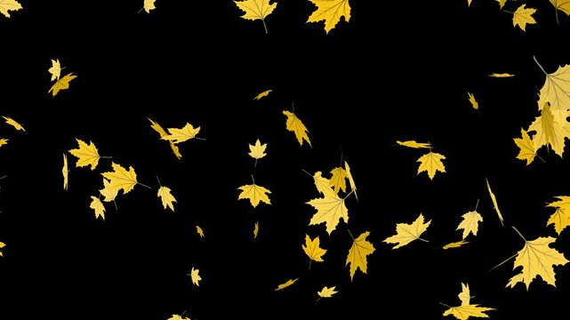 bright yellow and golden autumn maple leaves falling and swirling against a black background