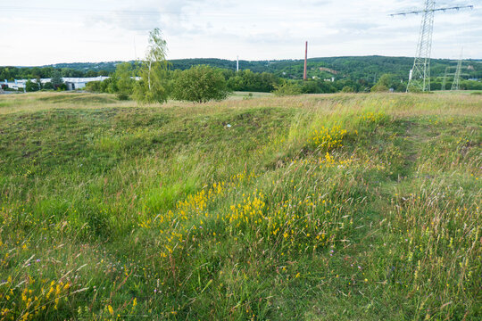 Naturblumenwiese