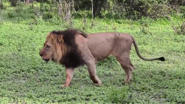 Walking Male Lion