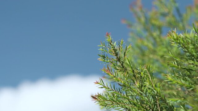 Fresh evergreen foliage with soft green needles against a bright blue sky, creating a peaceful natural background. Ideal for landscaping, gardening, ecology, forestry, wellness, and seasonal designs.