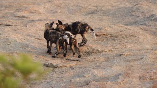 African wild dog pups playing on granite rock, Kruger, South Africa