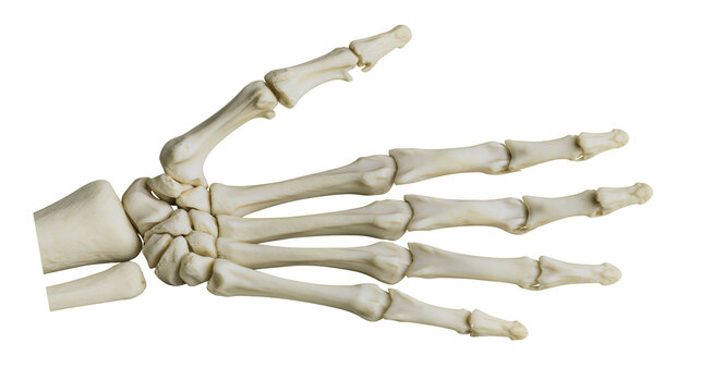 Human hand skeleton bones carpals metacarpals and phalanges, isolated on transparent background