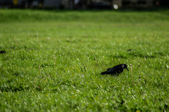 Carrion crow standing on green grass in urban park
