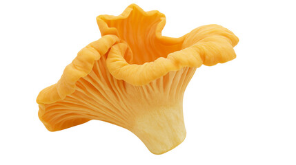 Golden chanterelle mushroom with wavy cap and gills, isolated on transparent background © pixogram