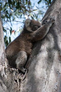Koalas are iconic Australian marsupials known for their tree-dwelling, leaf-eating lifestyles. They spend up to 18 hours a day sleeping and can eat up to 1 kg of eucalyptus leaves daily.