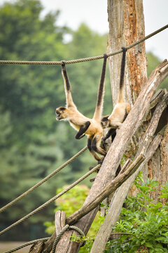 A spider monkey climbing on wooden structures and ropes, showing its agility and long tail. The moment captures natural animal behavior in an outdoor environment.	
