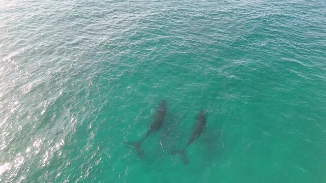 Aerial View of Humpback Whales Swimming in Turquoise Ocean Water