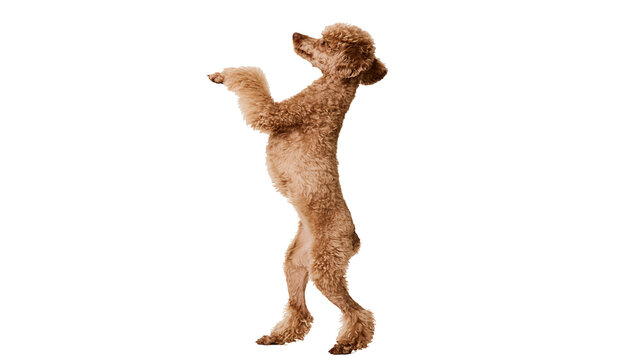 Brown poodle standing on hind legs reaching out with front paws, isolated on transparent background