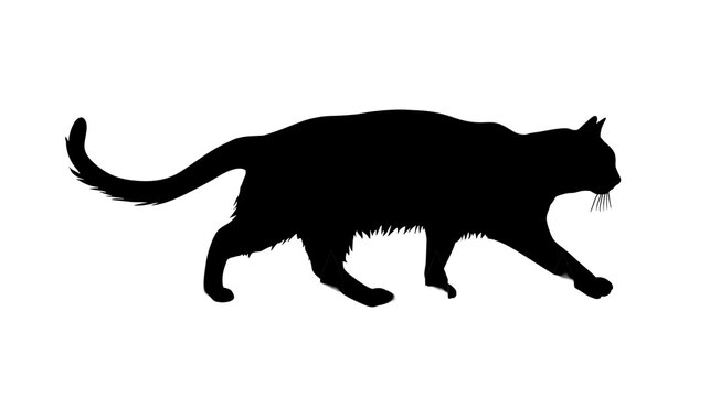 Black cat silhouette walking, isolated on transparent background
