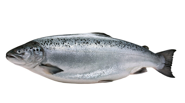 Whole fresh salmon fish with silver scales, isolated on transparent background