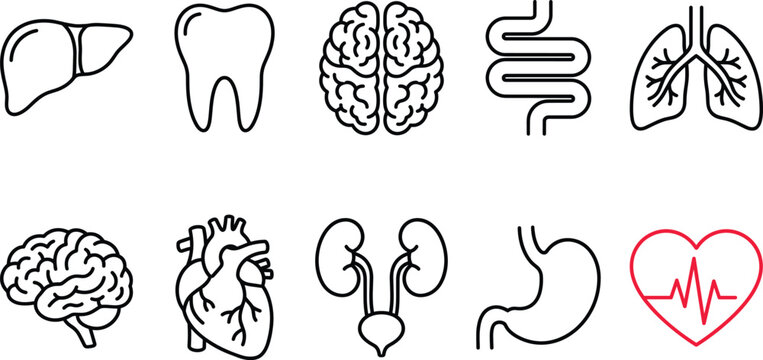 Human internal organs icon set featuring liver tooth brain lungs heart kidneys stomach and anatomy health line vector elements