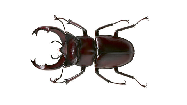 Large dark brown stag beetle with prominent mandibles, isolated on transparent background