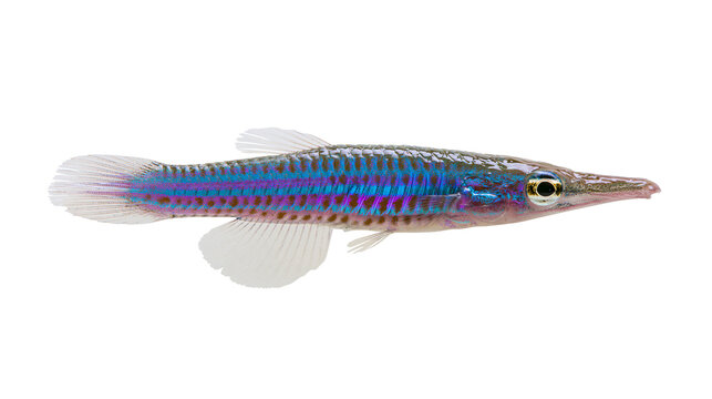 Small iridescent blue and purple striped fish with a long snout, isolated on transparent background