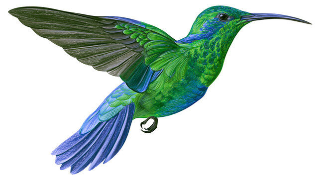 Vibrant green and blue hummingbird in flight, isolated on transparent background