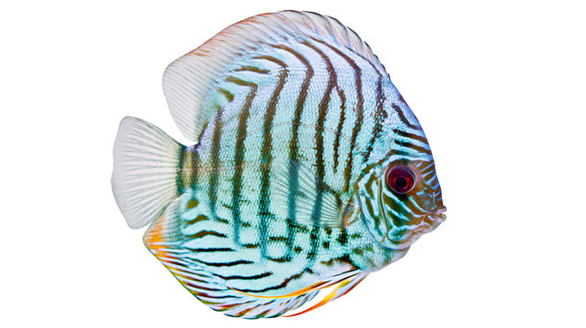 Blue turquoise striped discus fish, isolated on transparent background