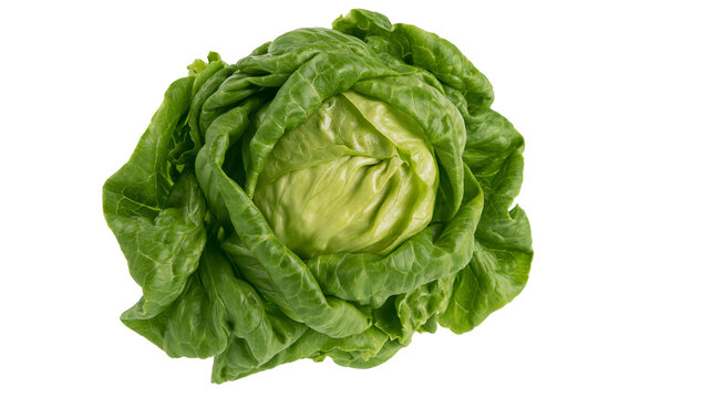 Fresh green butter lettuce head crisp and healthy vegetable, isolated on transparent background