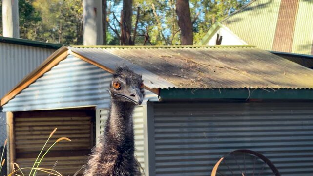 Australian Emu Looking Around Near Corrugated Metal Shed