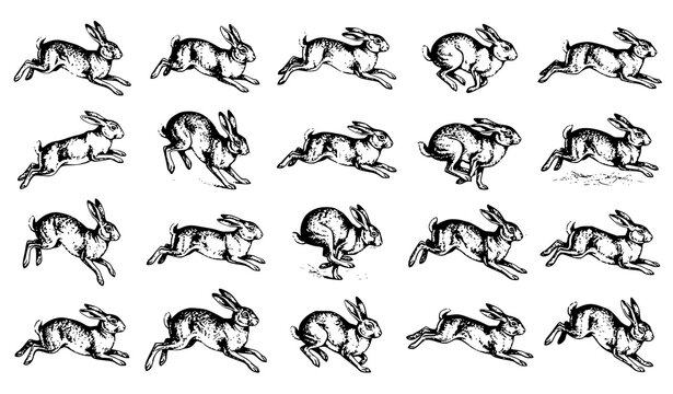 Antique Wild Hare and Rabbit Engraved Wildlife Vector Set