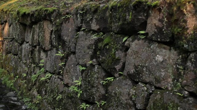 苔むした石垣