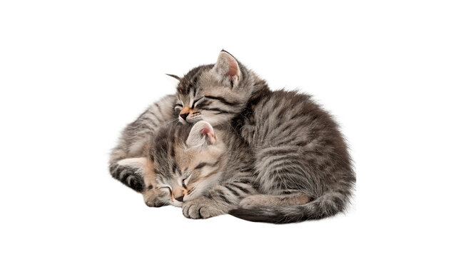 Two cute fluffy tabby kittens sleeping curled up together cozy isolated on transparent background cut out