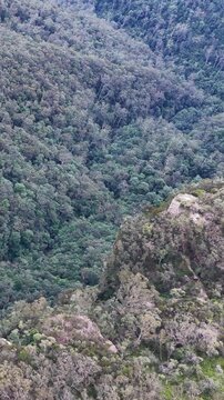 Aerial View of Lush Eucalyptus Forest in Wentworth Falls