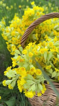 Basket filled with freshly picked cowslip flowers for herbal tea and traditional herbal medicine, spring foraging, natural remedies, seasonal harvest, countryside lifestyle.