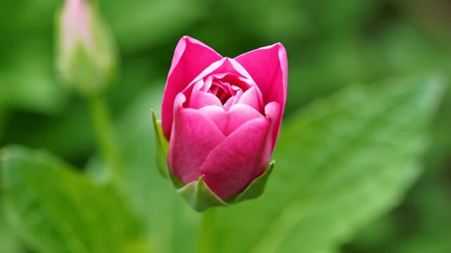 Close-up of pink flower buds, pink flower blooming process