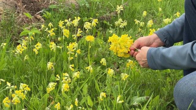 Collecting cowslip flowers in a spring meadow for herbal tea and traditional herbal medicine, seasonal foraging, natural remedies, countryside lifestyle.
