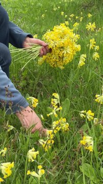 Collecting cowslip flowers in a spring meadow for herbal tea and traditional herbal medicine, seasonal foraging, natural remedies, countryside lifestyle.