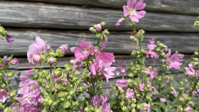 Pink musk mallow flowers blooming beside a rustic wooden wall, Malva moschata wildflower, cottage garden, pollinator friendly plant, rural summer, botanical beauty.