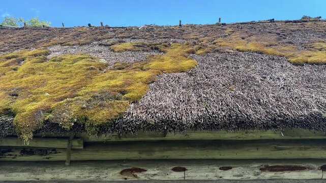 Old thatched roof covered with thick moss and lichen, traditional rural architecture, natural aging, weathered building material, heritage construction, green roof ecosystem.