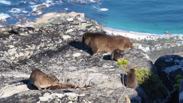 Two Hyrax Resting on Rocky Mountain Terrain
