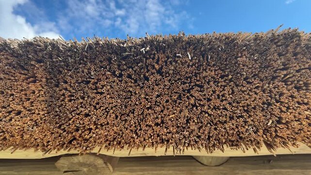 Weathered traditional thatched roof in Estonia showing dense natural reed material, rural architecture, historic construction, heritage craftsmanship, rustic texture.