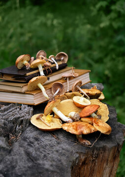 different fresh edible mushrooms and books on tree stump close up in forest, nature backdrop. Beautiful nature image with wild mushrooms. harvest season, picking fungi. Forest aesthetics